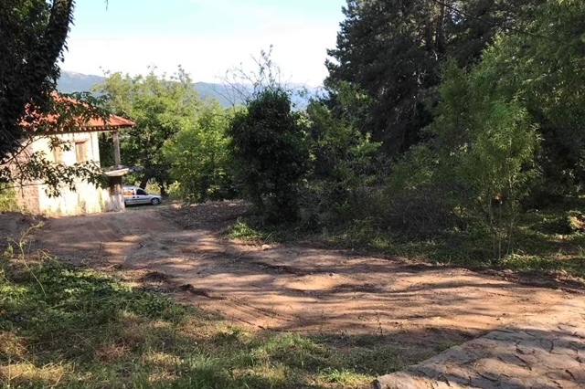 Жители на стариот дел на Охрид укажуваат дека се сече шумата кај Самуилова тврдина