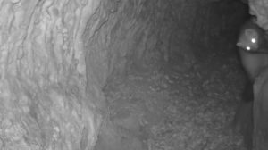 Куна белка (Martes foina) – нов евидентиран посетител во Лескоечка Пештера