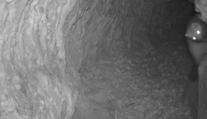 Куна белка (Martes foina) – нов евидентиран посетител во Лескоечка Пештера